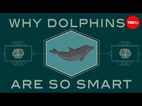 Youtube: How smart are dolphins? - Lori Marino