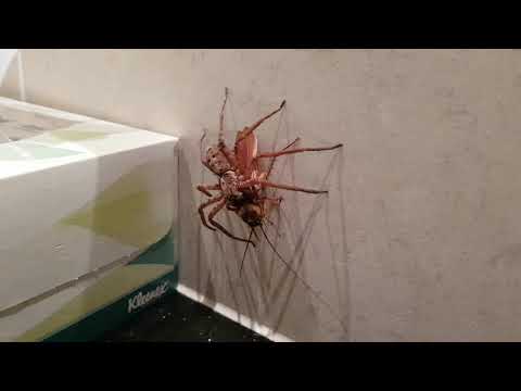 Youtube: Spider vs Cockroach