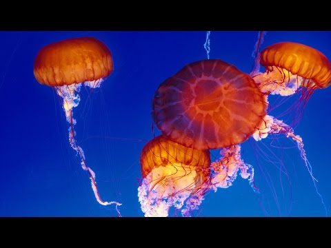 Youtube: Live Jelly Cam - Monterey Bay Aquarium