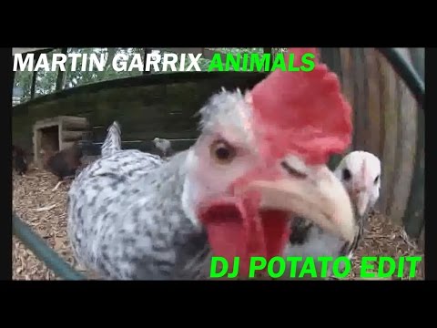 Youtube: Martin Garrix - Animals (DJ Potato Edit)