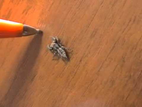 Youtube: Spinne beißt Kugelschreiber