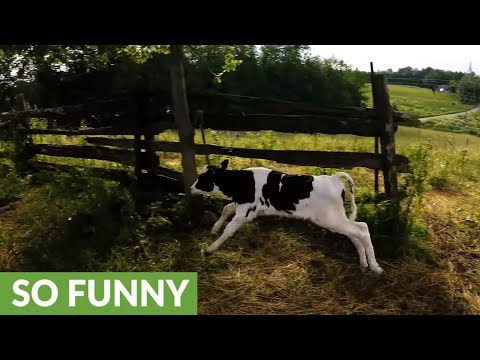 Youtube: Newborn calf bounces with joy after feeding time
