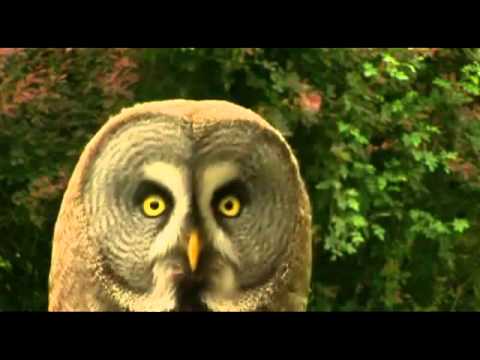Youtube: Dramatic Animals - Inception [FUNNY]