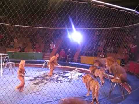 Youtube: When Will They Learn  Another Lion Attack On Trainer At Circus!