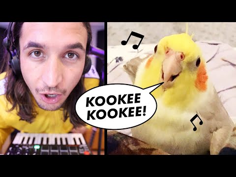 Youtube: The Kiffness x Ginger the Cockatiel - Kookee Kookee (CLUB ANTHEM)