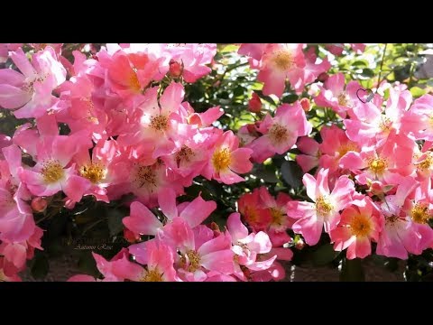 Youtube: ERNESTO CORTAZAR  - Autumn Rose
