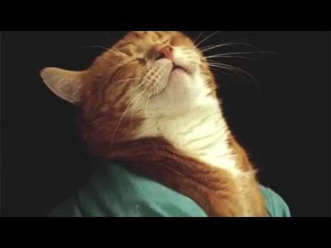 Youtube: Keyboard Cat "Last Christmas"
