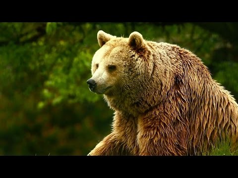 Youtube: Unedited Footage of a Bear | Infomercials | Adult Swim