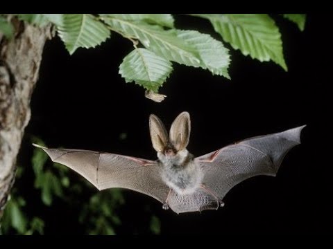 Youtube: Bat hunting Insects - Fledermaus jagt Insekten