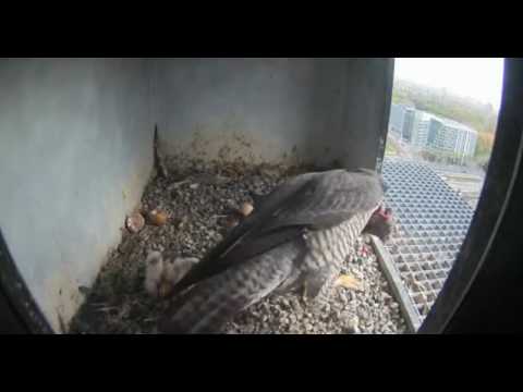 Youtube: CJ Wildlife/Vivara Webcams - 13.04.17 (Three Chicks)