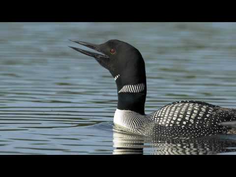 Youtube: Voices: Common Loon