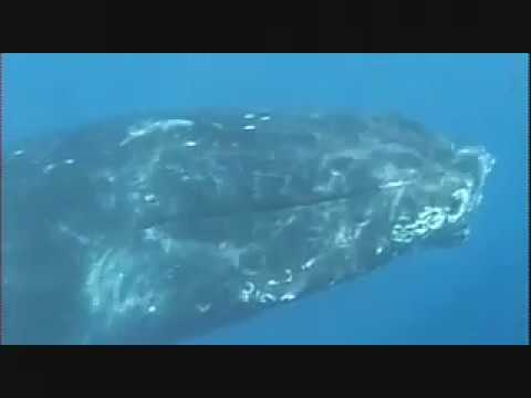 Youtube: Humpback Whales Underwater