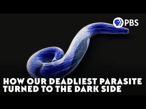 Youtube: How Our Deadliest Parasite Turned To The Dark Side