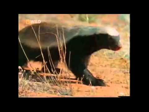 Youtube: The Crazy Nastyass Honey Badger (original narration by Randall)