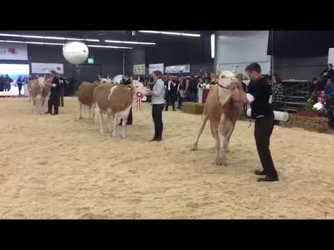 Youtube: Jungkuh-Championat: Misswahl Simmental