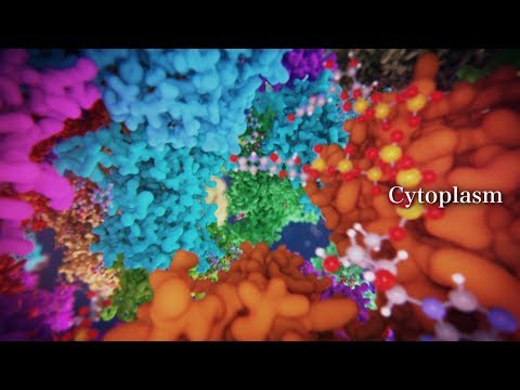 Youtube: All-atom Molecular Dynamics Simulation of the Bacterial Cytoplasm