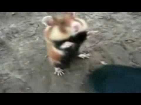Youtube: Killer-Hamster - Kung Fu Hamster vs. Russians