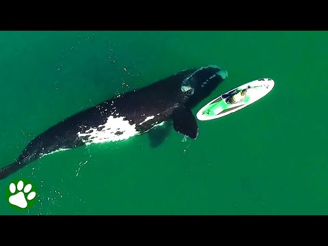 Youtube: Riesenwal nähert sich ahnungslosem Surfer