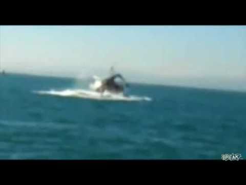 Youtube: Wal attackiert Segelboot