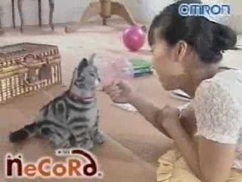 Youtube: robotic cat