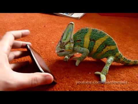 Youtube: Chameleon was frightened by iphone (what did he saw?)