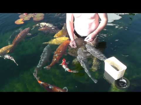 Youtube: Koi Füttern im Teich, Koi feeding in Pond