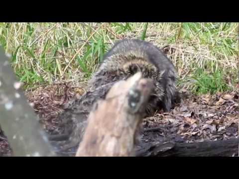 Youtube: Raccoons fighting in the woods...amazing!