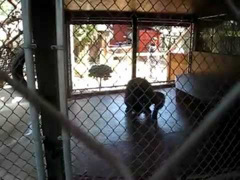 Youtube: Affe bewirft Zoobesucher mit SCHEISSE!