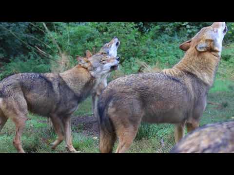 Youtube: Wolfsheulen - Biotopwildpark Anholter Schweiz