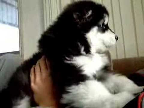 Youtube: howling puppy