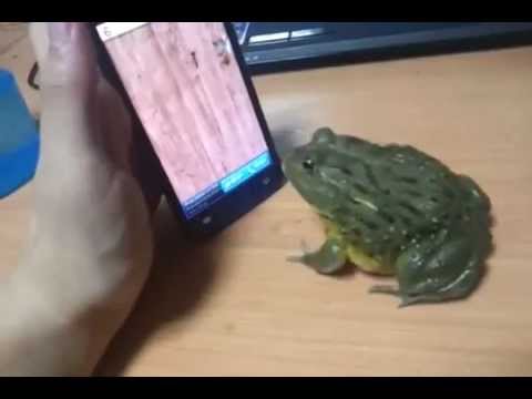 Youtube: Frosch spielt mit Smartphone Iphone sowie dem Besitzer :-)