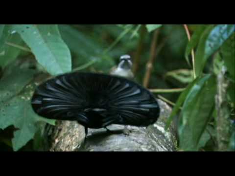 Youtube: lustiger Vogel auf der Balz