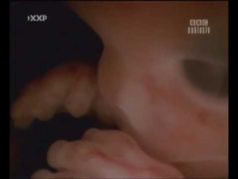 Youtube: BBC Das Wunderwerk Mensch 3v4 Die Geburt des Lebens Dokumentation; BBC Exklusiv 3v4