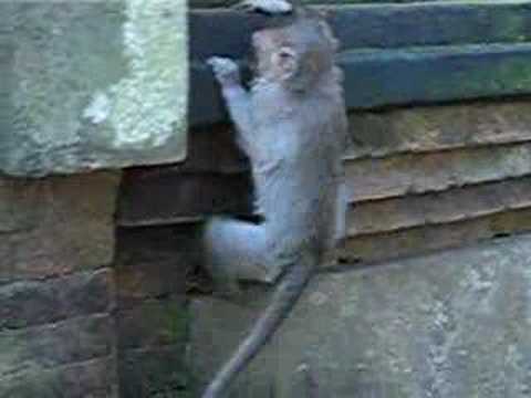 Youtube: Hilarious Macaque Monkey Sneezing