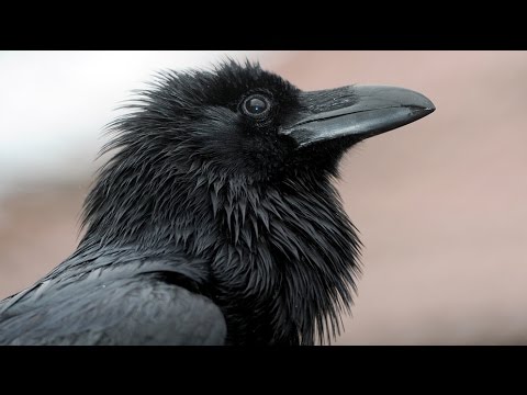 Youtube: Rabenvögel - Gaukler der Lüfte [Doku HD]
