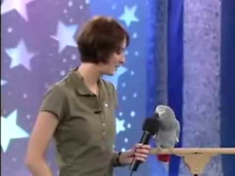 Youtube: * Einstein the famous talking African Grey Parrot! *