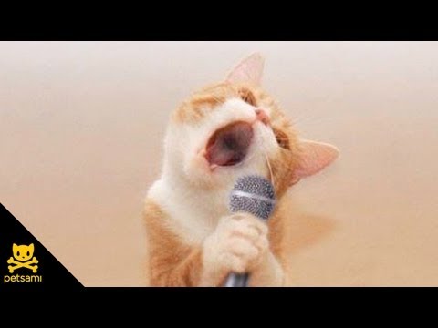 Youtube: Singing Cat - Bob Seger - Old Time Rock N' Roll