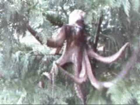 Youtube: Tree Octopus Caught On Tape!