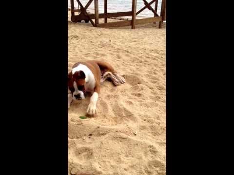 Youtube: Hilarious puppy reaction to a lime
