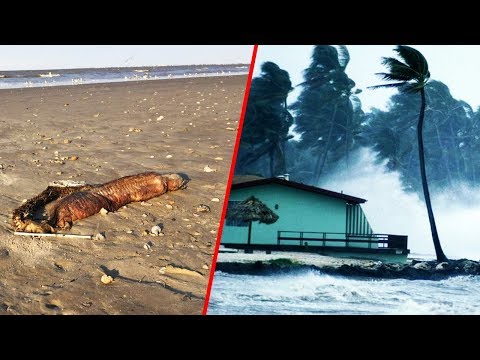 Youtube: Hurricane Harvey spült mysteriöse Kreatur an den Strand | MythenAkte