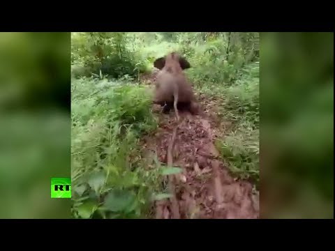Youtube: Ele-fun: Baby elephant sliding down hill in China