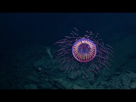 Youtube: A Burst of Deep Sea Fireworks: Halitrephes Jelly | Nautilus Live