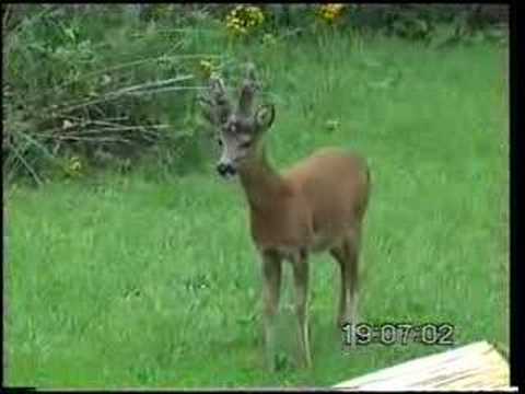 Youtube: Barking Roe Deer