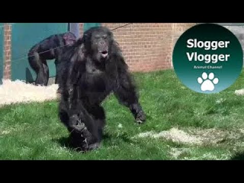 Youtube: Chimpanzee Walks Like A Human And Hurls Food Towards Visitors