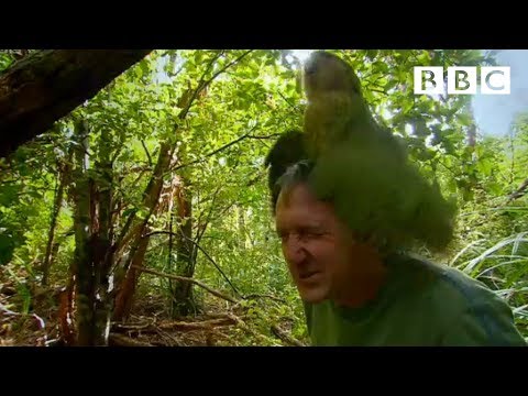 Youtube: Shagged by a rare parrot | Last Chance To See - BBC