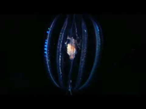 Youtube: Aphex Twin - Blue Calx