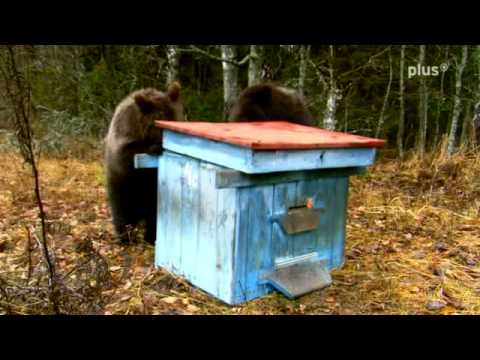 Youtube: Weißrussische Bärenkinder überfallen Bienenstock