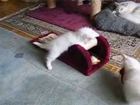 Youtube: Spielende Katzenbabys