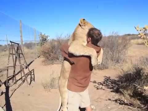 Youtube: Löwin freut sich über Mensch