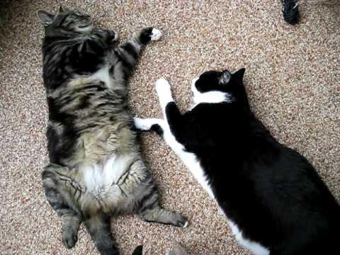 Youtube: Auch Katzen träumen...Dreaming Cat